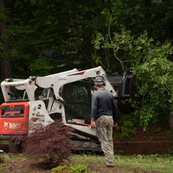 tree-removal-4